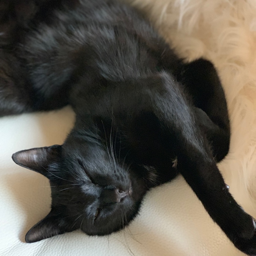 Meet your Posher, Minou
